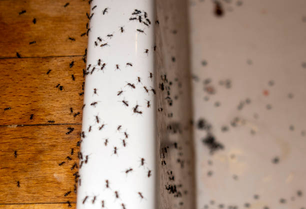 Best Emergency Pest Control  in York, SC